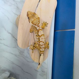 트라이 익스트림할리퀸