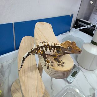 바브 트라이 익스트림할리퀸