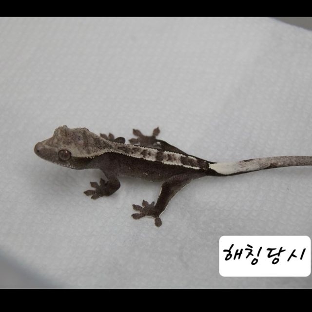 아잔틱
