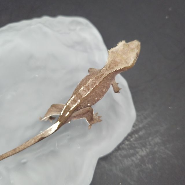 아잔틱