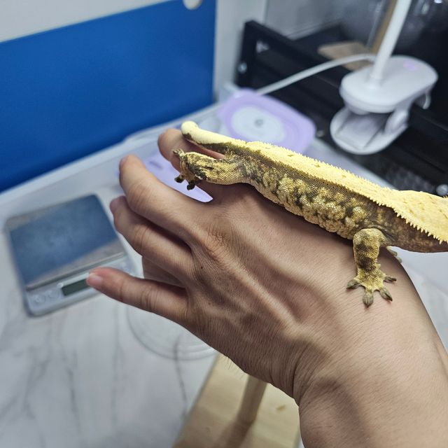 트라이 옐로우 풀핀