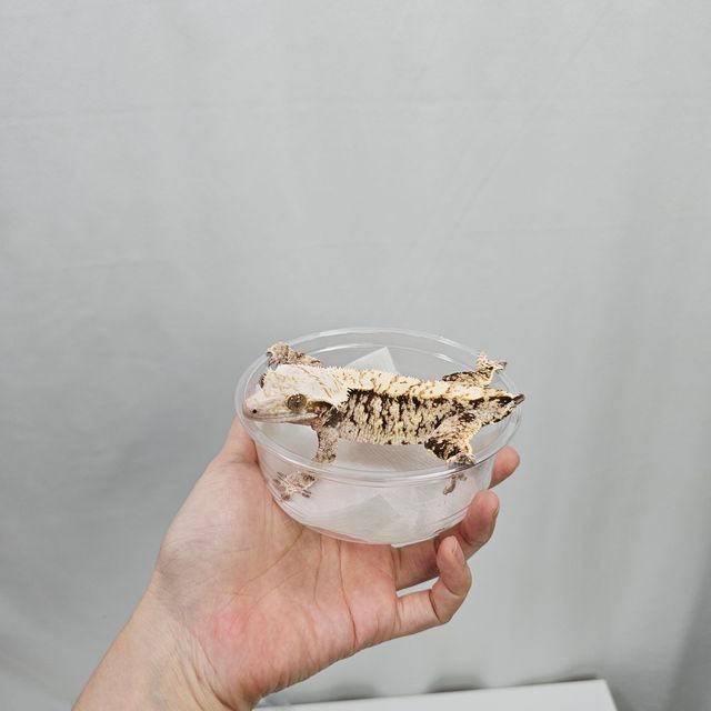 트라이