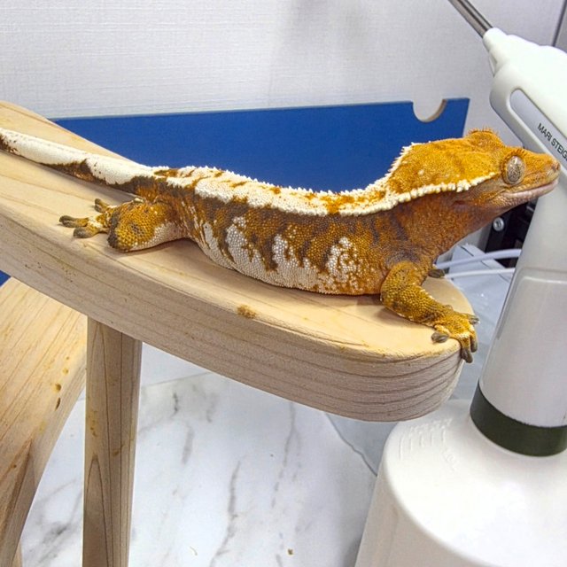 트라이 익스트림할리퀸