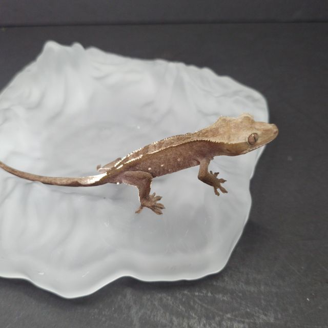 아잔틱
