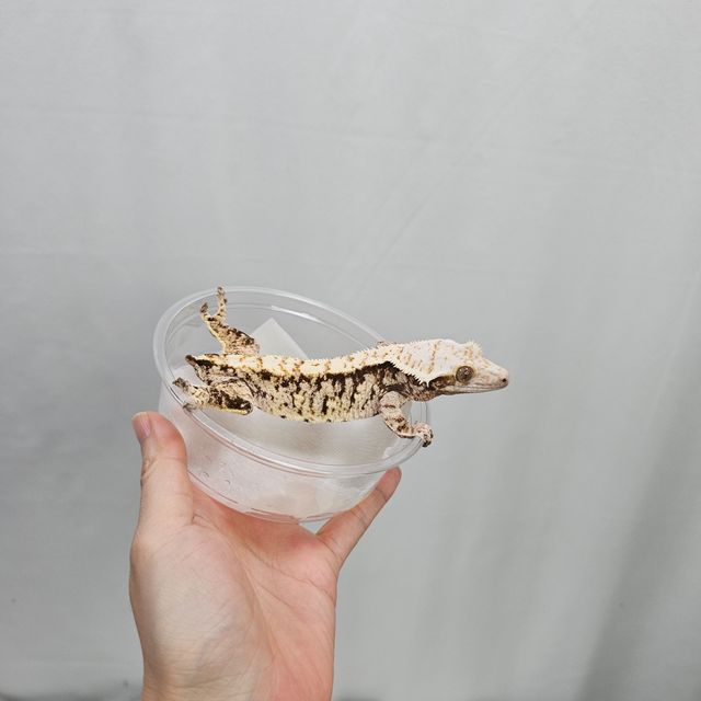 트라이