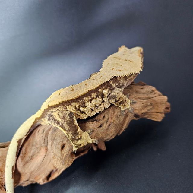 트라이