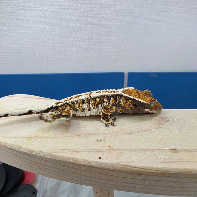 트라이 바브 익스트림할리퀸