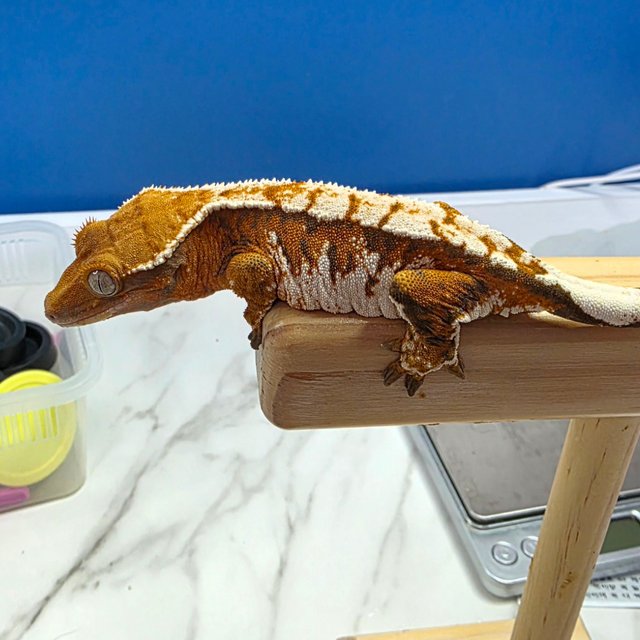 트라이 익스트림할리퀸