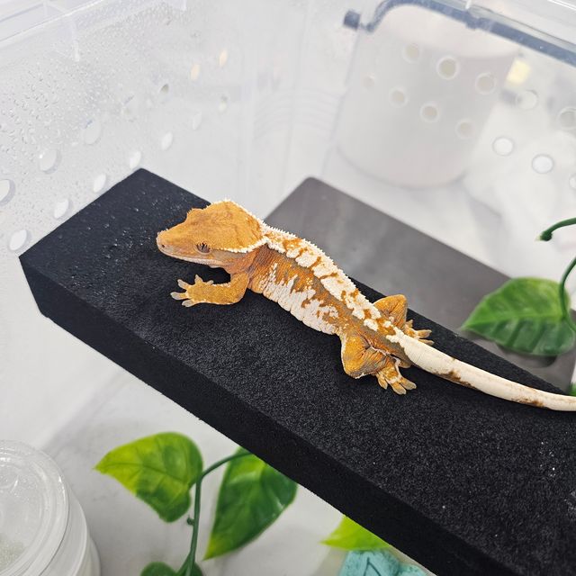 트라이 바브 익스트림할리퀸