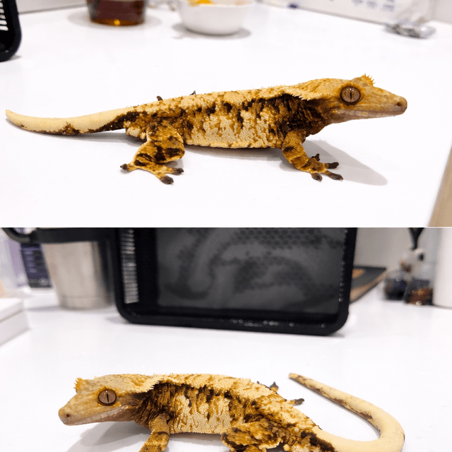 트라이 익스트림할리퀸