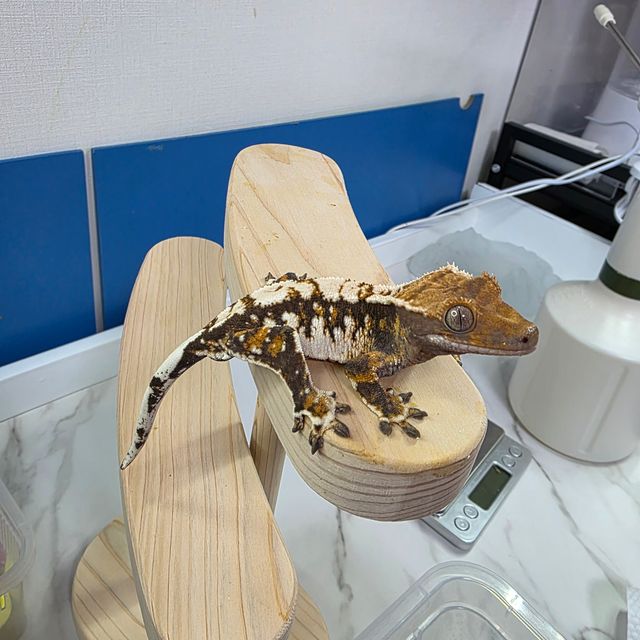 바브 트라이 익스트림할리퀸