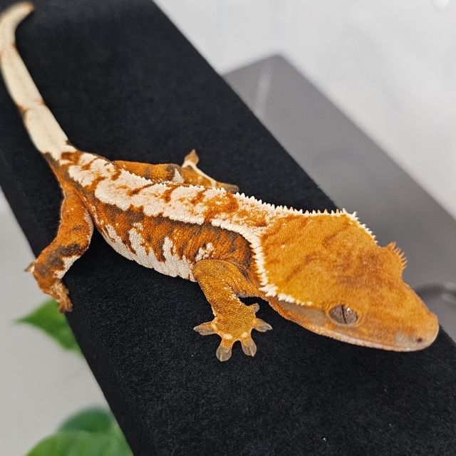 바브