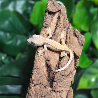 노멀 릴리화이트 달마시안