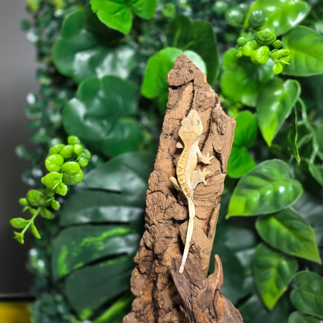 노멀 릴리화이트 달마시안