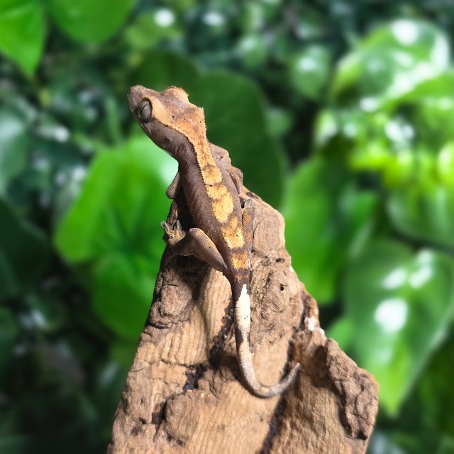 노멀 릴리화이트 달마시안