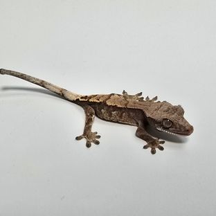 세이블