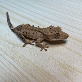 슈퍼달마시안 달마시안