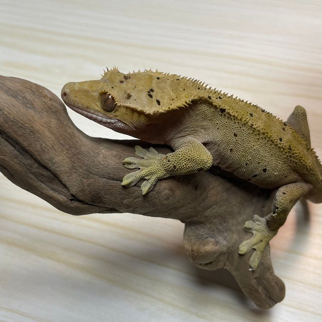 슈퍼달마시안 챠콜