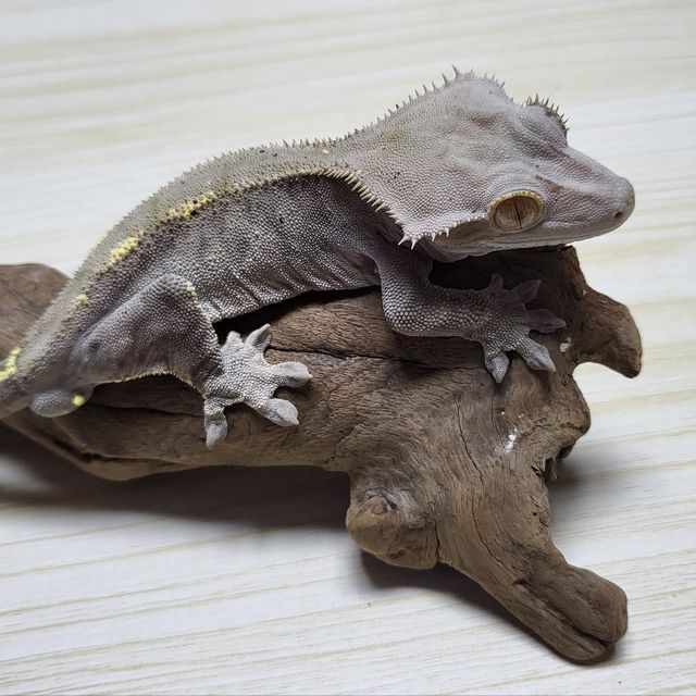카푸치노