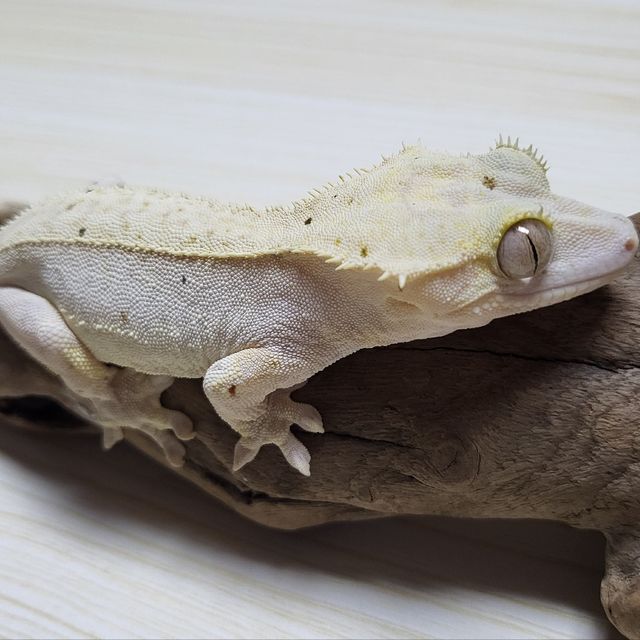 노멀 달마시안 크림