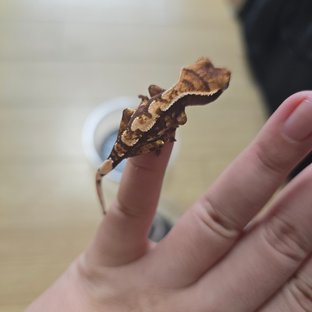 트라이
