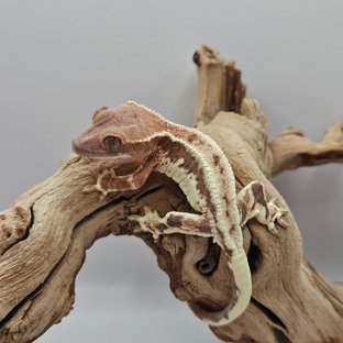 풀핀 프라푸치노