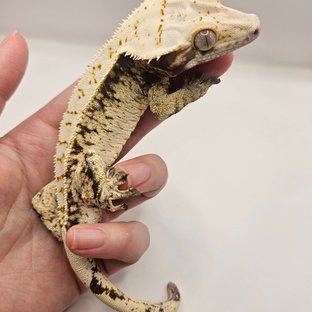 익스트림할리퀸 화이트