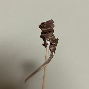 팬텀 릴리화이트