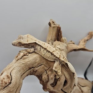 트라이 익스트림할리퀸 드리피 화이트스팟