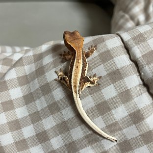 풀핀 프라푸치노