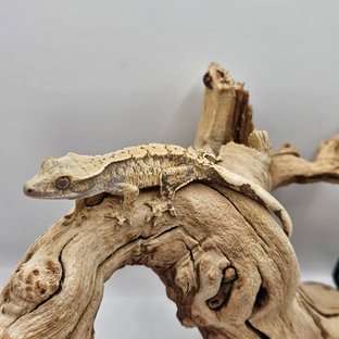 트라이 익스트림할리퀸 화이트스팟