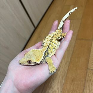 텐저린 바브 트라이 익스트림할리퀸