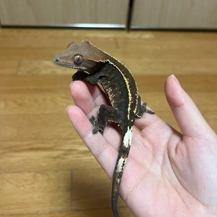 카푸치노