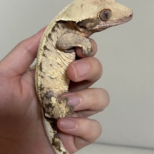 레이지 익스트림할리퀸