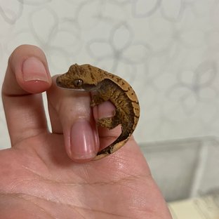 노멀 트라이 익스트림할리퀸 화이트스팟