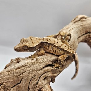 트라이 익스트림할리퀸 화이트스팟