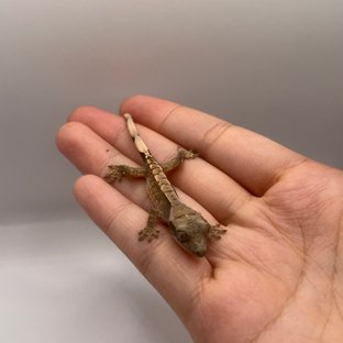 익스트림할리퀸
