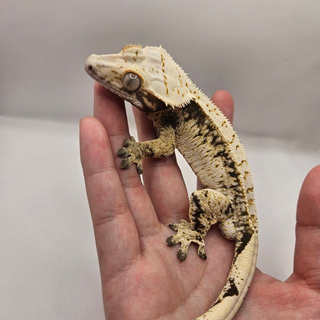 익스트림할리퀸 화이트