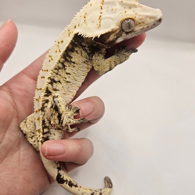 익스트림할리퀸 화이트