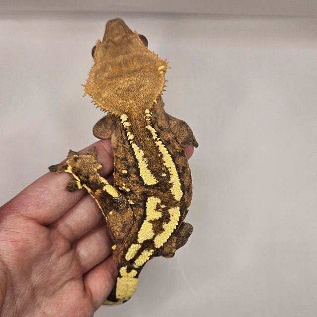 텐저린 카푸치노