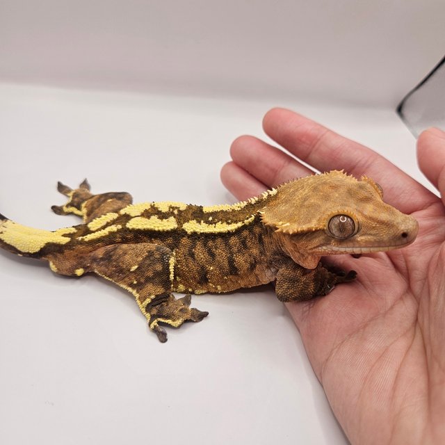 텐저린 카푸치노