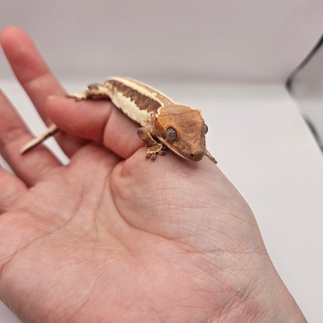 풀핀 프라푸치노