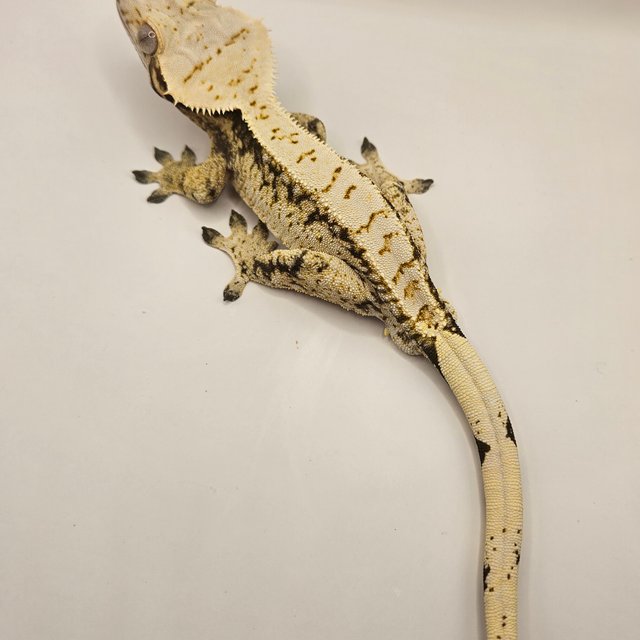 익스트림할리퀸 화이트