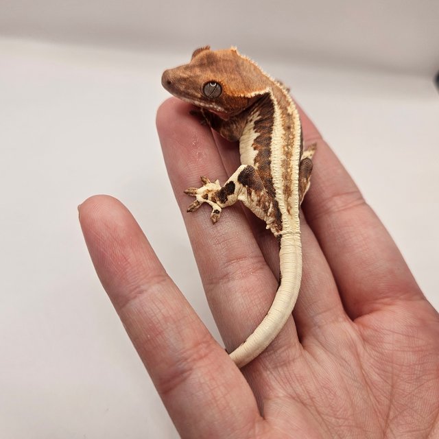 풀핀 프라푸치노