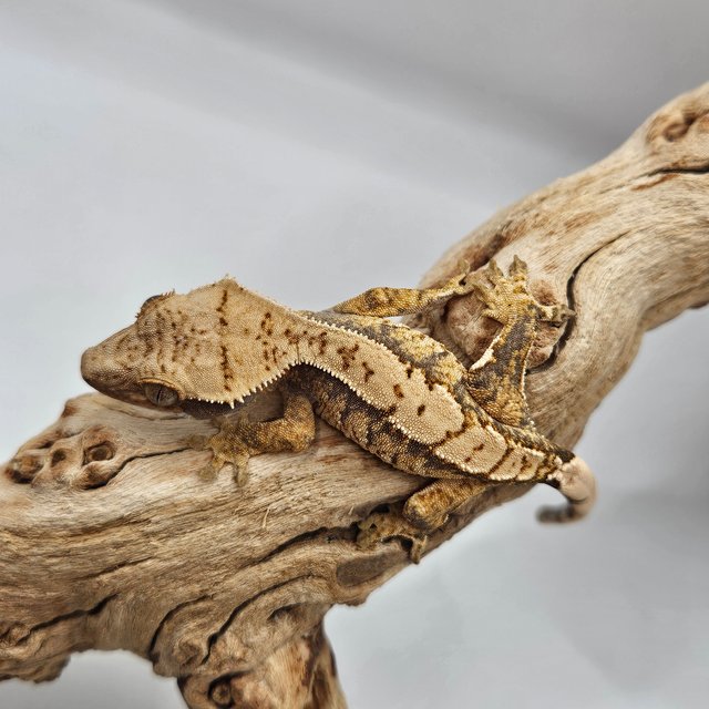 트라이 익스트림할리퀸 화이트스팟