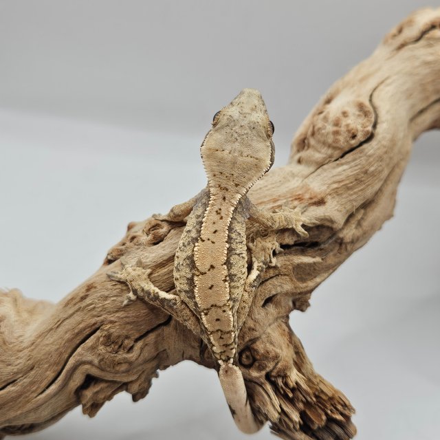 트라이 익스트림할리퀸 화이트스팟