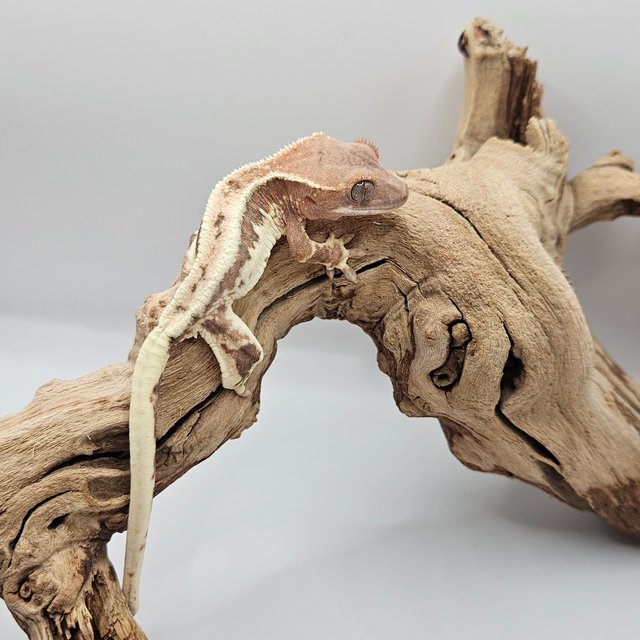 풀핀 프라푸치노