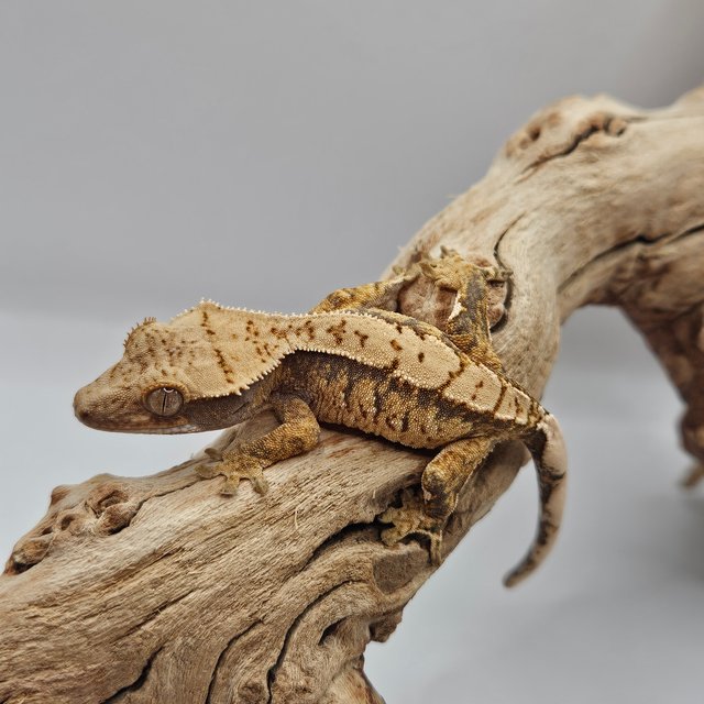 트라이 익스트림할리퀸 화이트스팟