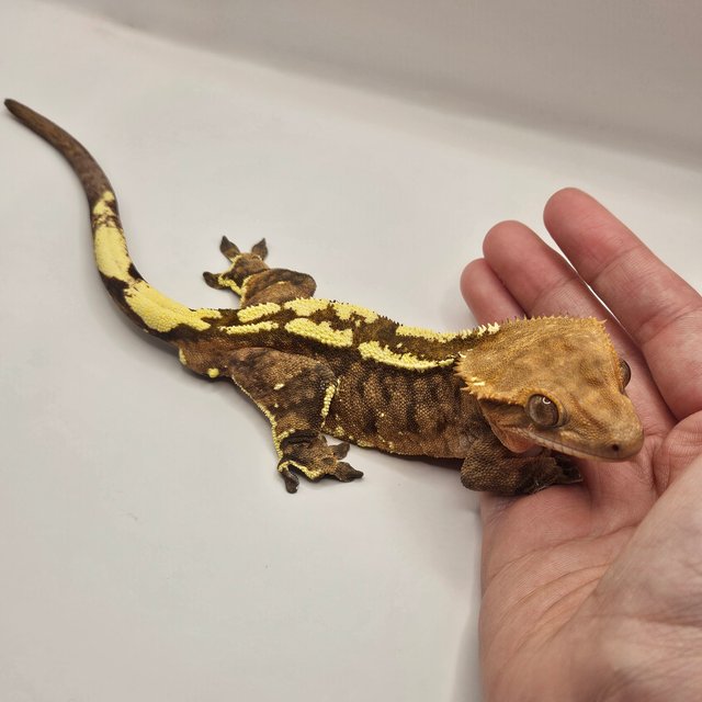 텐저린 카푸치노