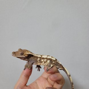 카라멜